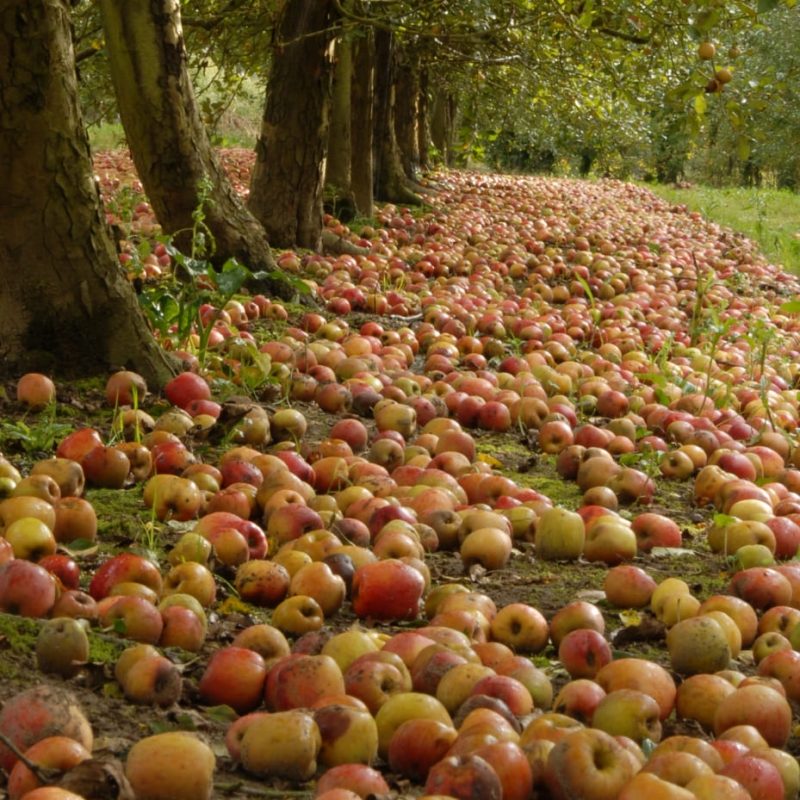 verger Saint Armel Maison du Cidre